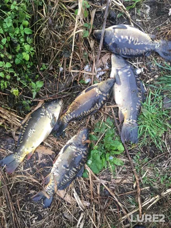 Carp — Severnaya Unga, Sep 21, 2024