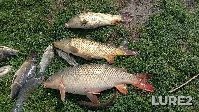 Carp, Crucian carp — Severnaya Unga, Aug 25, 2024
