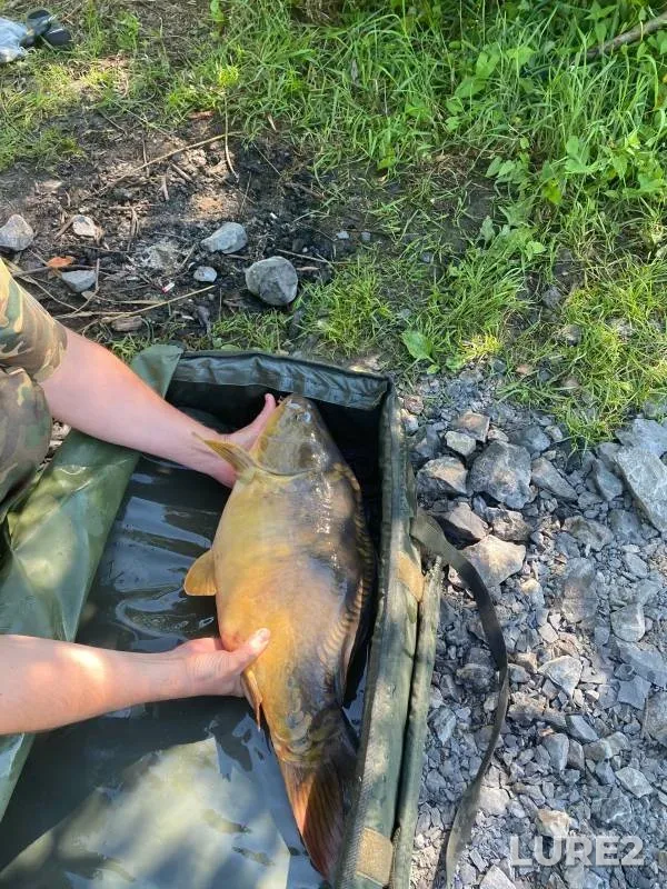 Carp — Severnaya Unga, Jul 14, 2024