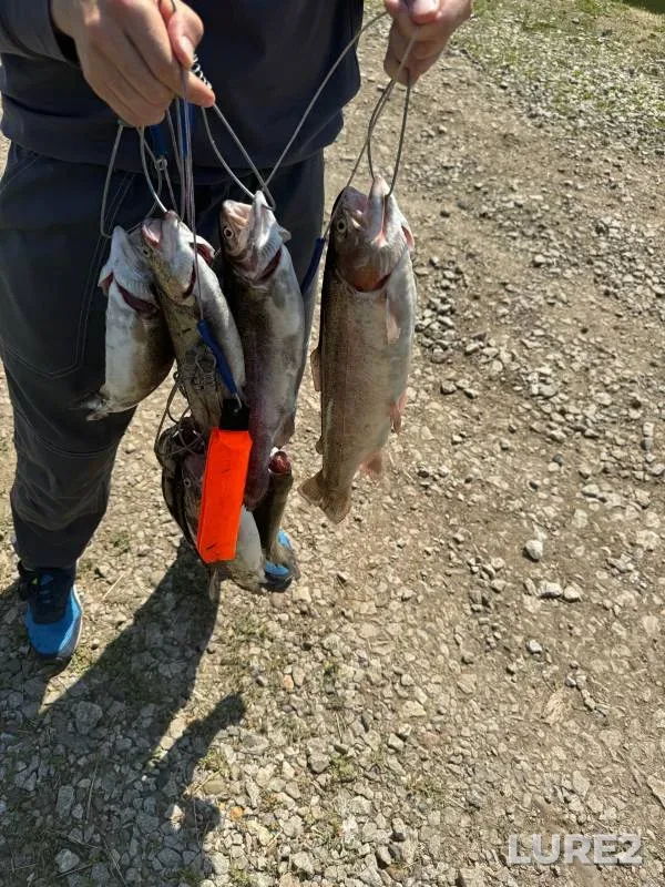 Rainbow trout — Kemerovskaya oblast, Jul 15, 2024