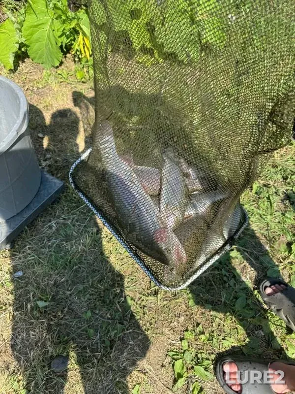 Rainbow trout — Kemerovskaya oblast, Jul 15, 2024