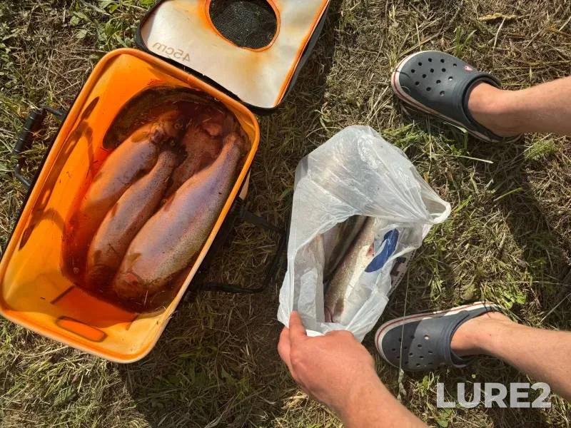 Rainbow trout — Kemerovskaya oblast, Jul 15, 2024