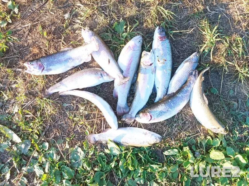 Rainbow trout — Kemerovskaya oblast, Jul 26, 2024