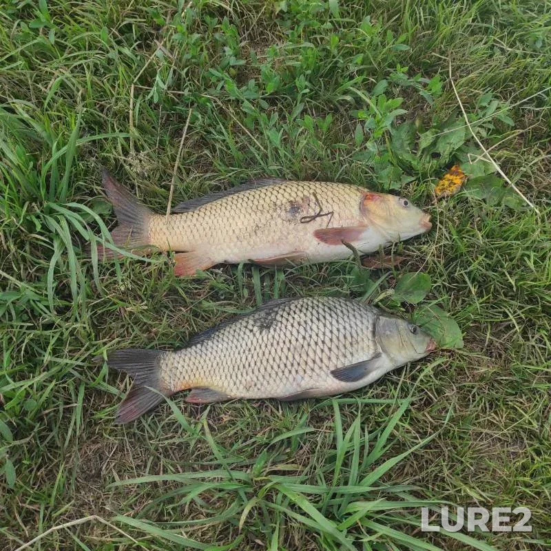 Carp — Kemerovskaya oblast, Aug 01, 2024