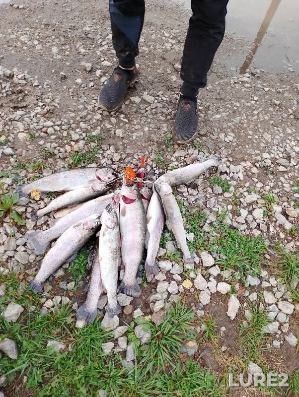 Rainbow trout — Kemerovskaya oblast, Aug 05, 2024