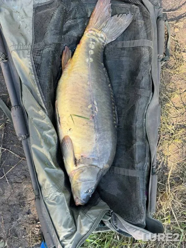 Carp — Kemerovskaya oblast, Aug 22, 2024