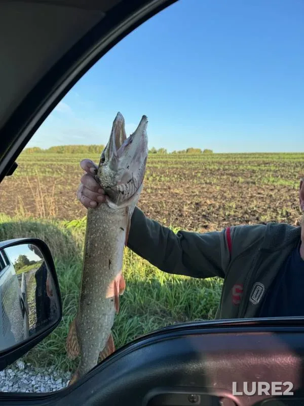 Pike — Kemerovskaya oblast, Sep 10, 2024