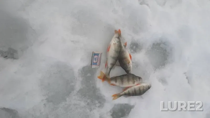 Perch — Sylva, Mar 13, 2019
