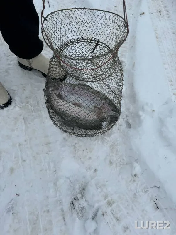 Rainbow trout — Kemerovskaya oblast, Nov 11, 2024