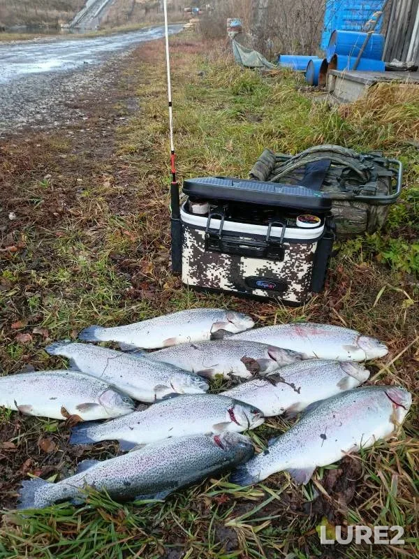 Rainbow trout — Kemerovskaya oblast, Nov 05, 2024