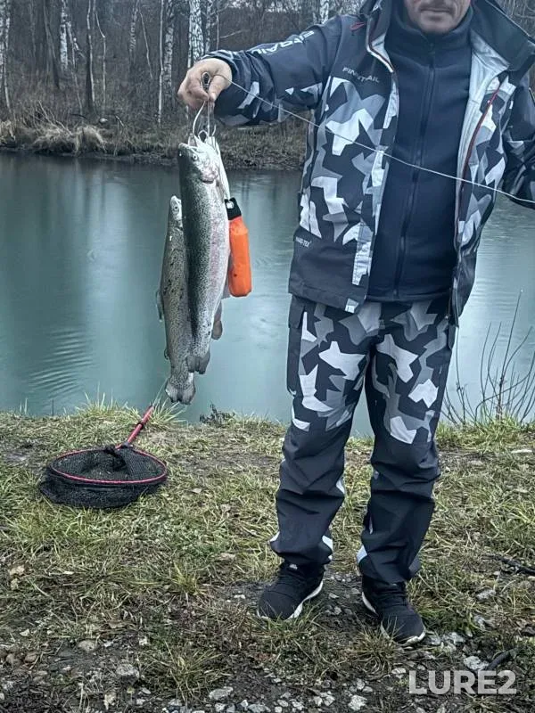 Rainbow trout — Kemerovskaya oblast, Nov 04, 2024