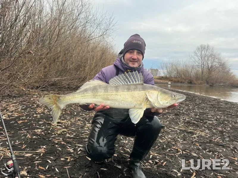 Zander — Kemerovskaya oblast, Oct 26, 2024