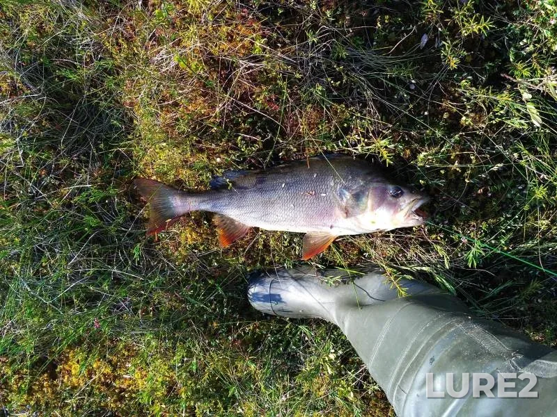 Perch — Mirnoye, Jun 07, 2023