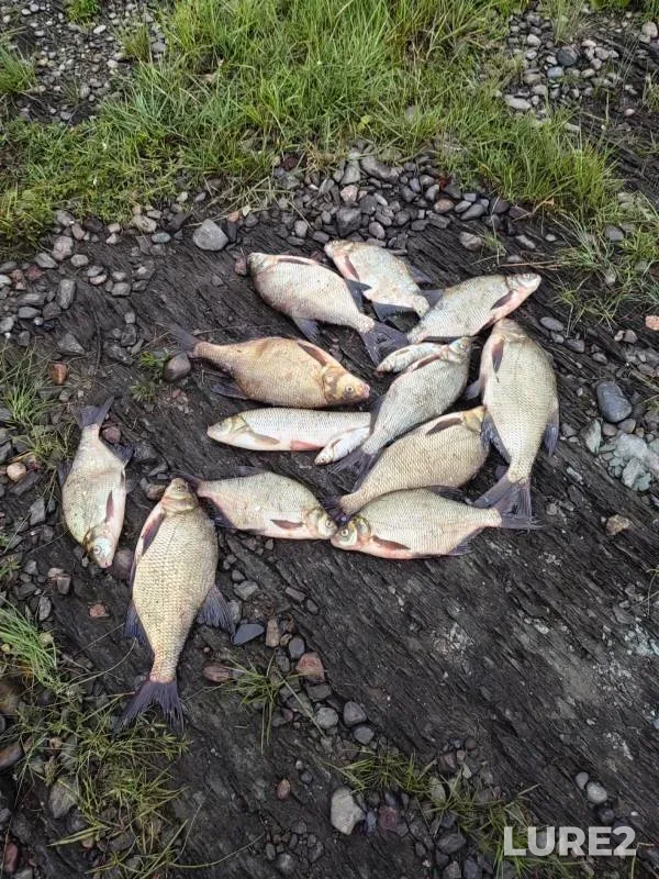 Bream, Ide — Tom, Aug 30, 2024