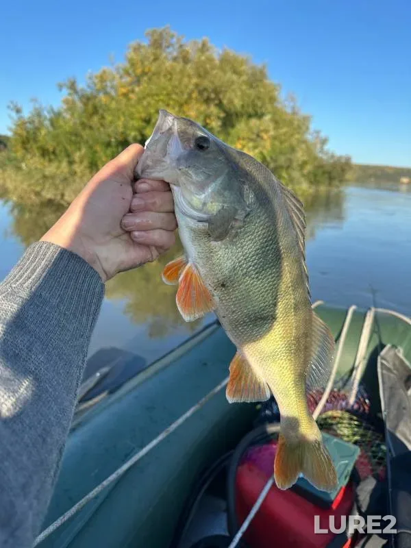 Perch — Tom, Sep 19, 2024