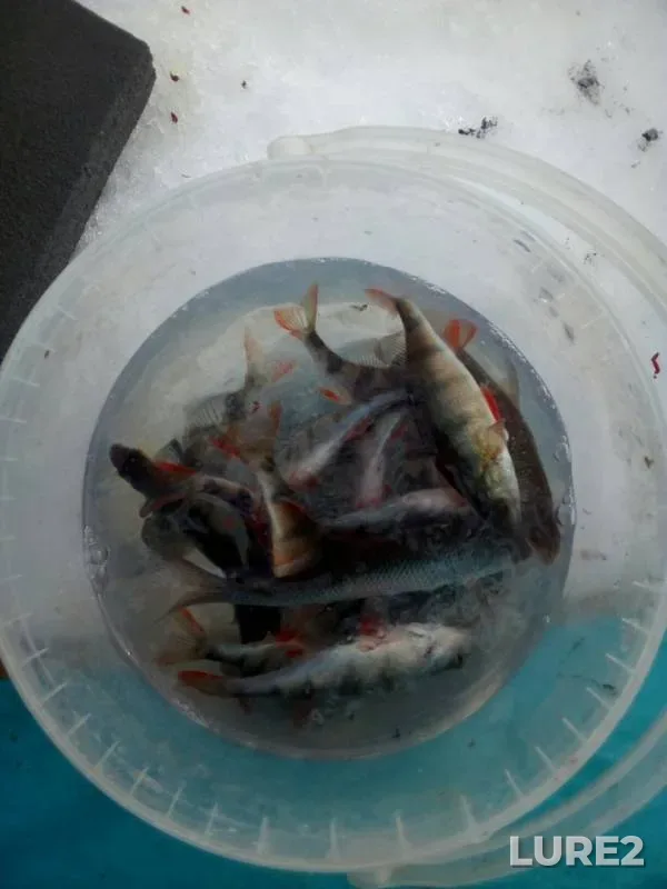 Perch — Bolshaya Travyanka, Mar 15, 2019