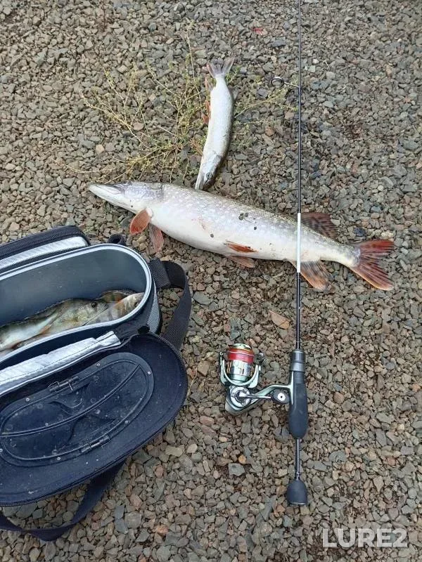 Perch, Pike — Barzas, Sep 30, 2024
