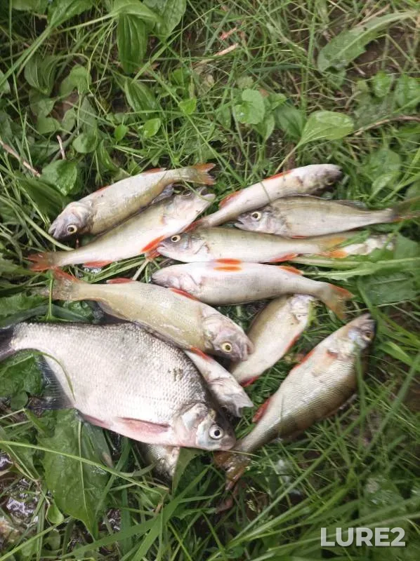 Bream, Perch — Tom, Jun 27, 2024