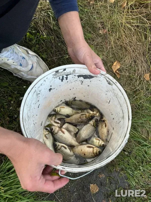 Crucian carp — Kemerovskaya oblast, Oct 02, 2024