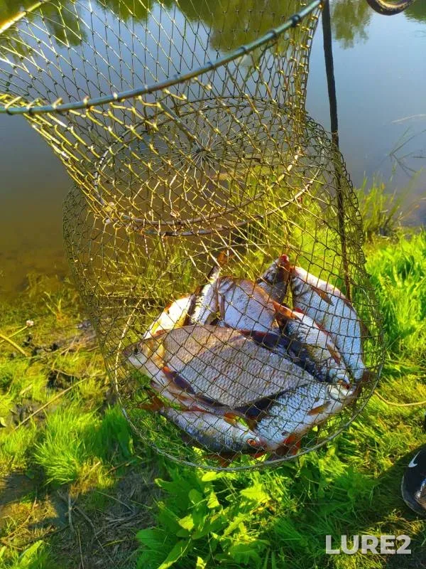 Bream, Roach — Tobyl - Tobol, Jun 17, 2023