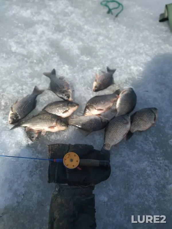 Crucian carp — Itkul, Apr 07, 2024