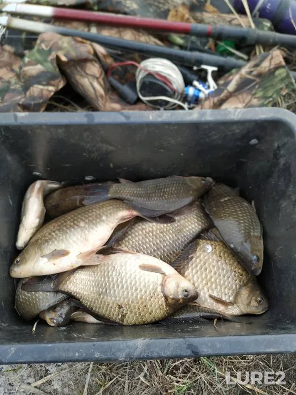 Crucian carp — Chasha, Apr 17, 2024