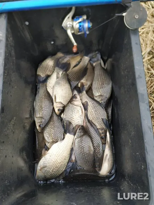 Crucian carp — Itkul, Apr 29, 2024