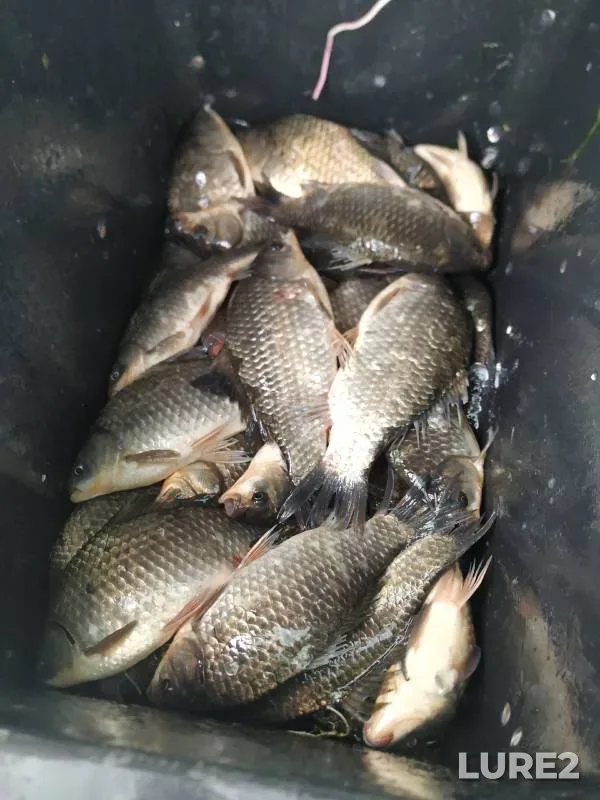 Crucian carp — Itkul, Jun 09, 2024