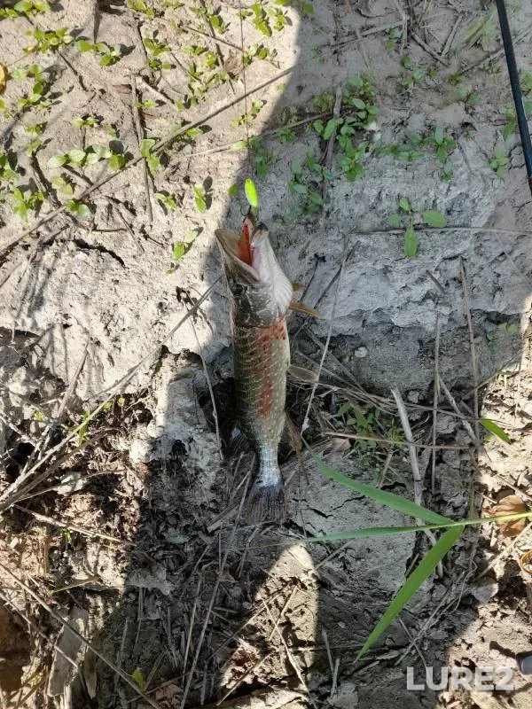 Perch, Pike — Tobyl - Tobol, Jul 21, 2024