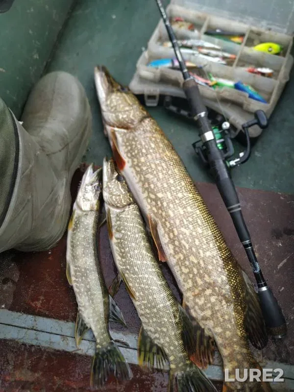 Pike — Kurganskaya oblast, Sep 01, 2024
