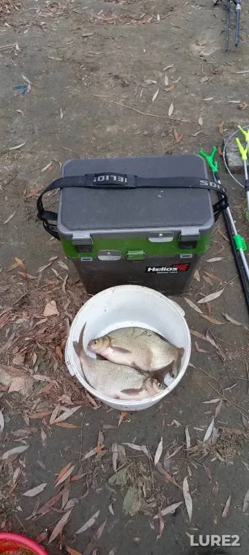 Bream — Tobyl - Tobol, Oct 21, 2024