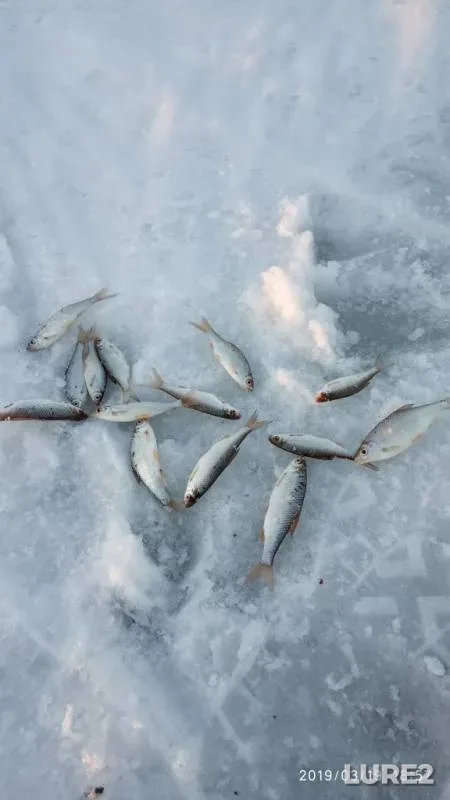 Roach — Bolshaya Travyanka, Mar 19, 2019