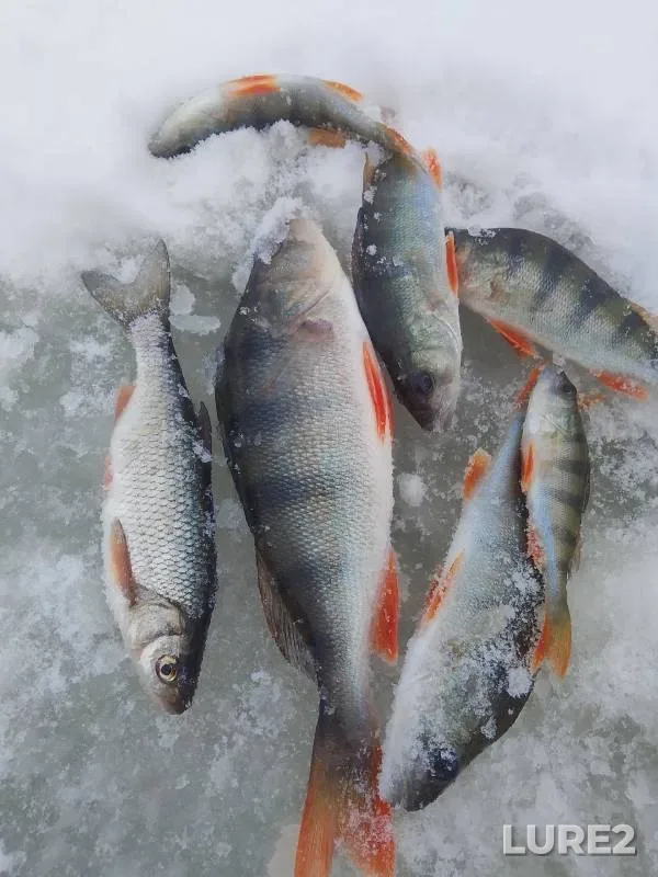 Perch — Tobyl - Tobol, Nov 15, 2024