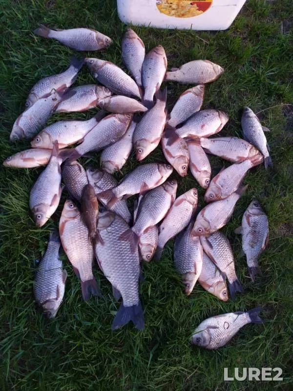 Crucian carp — Sukhoy Buzim, May 18, 2020