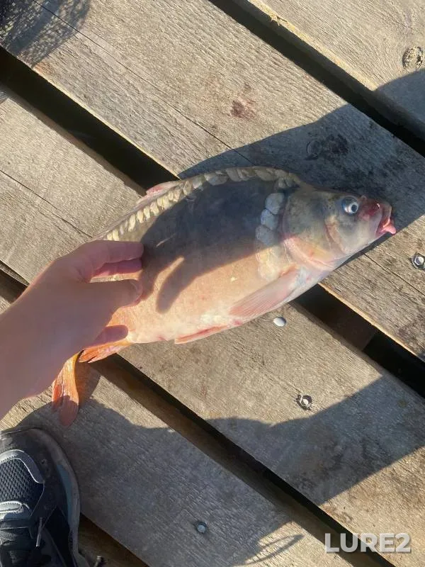 Carp — Chetuk, Jul 18, 2024