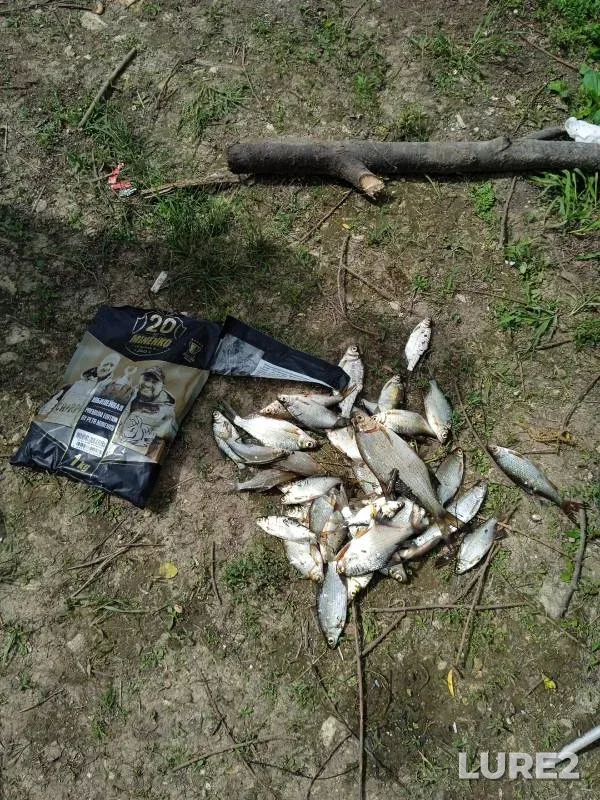 Roach, White bream — Nizhegorodskaya oblast, Jul 12, 2024