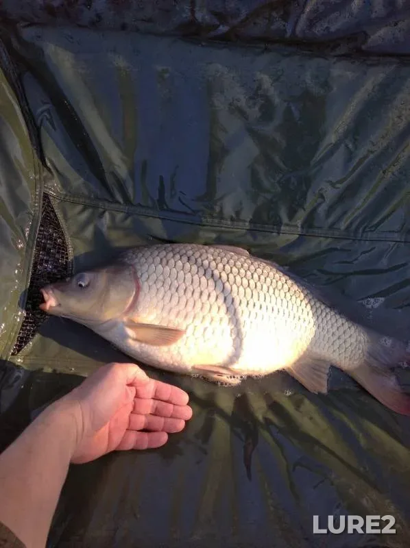Carp — Kirpili, Mar 05, 2020