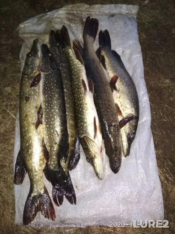 Pike — Saratovskaya oblast, Nov 02, 2020