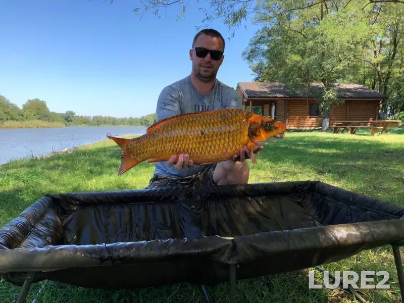 Carp — Kochety, Aug 28, 2019