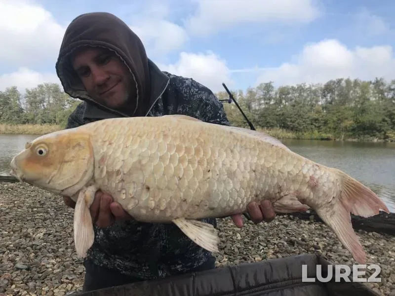 Carp — Kochety, Oct 13, 2019