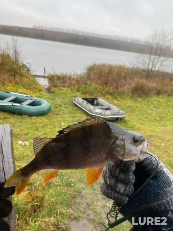 Perch — Kurskaya oblast, Oct 27, 2023