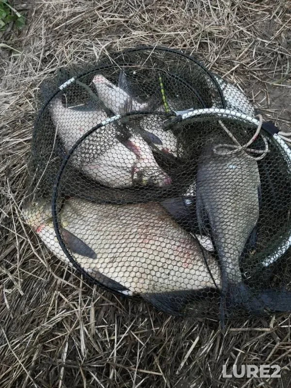 Bream — Chusovaya, Jun 07, 2019