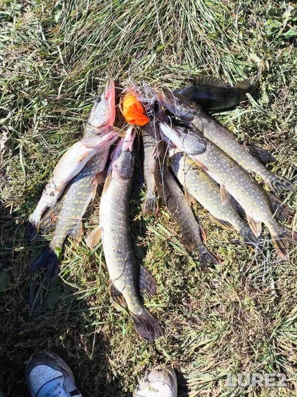 Pike — Bolshaya Kuritsa, Sep 22, 2024