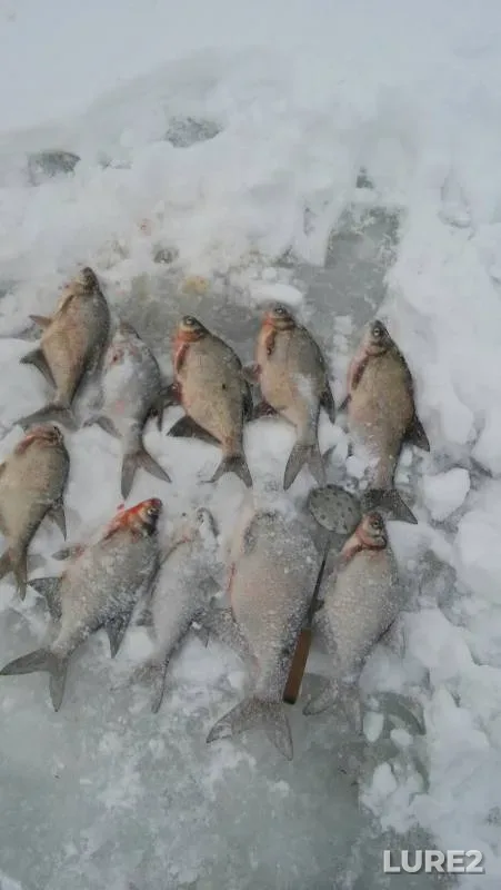 Bream — Seym, Jan 11, 2017