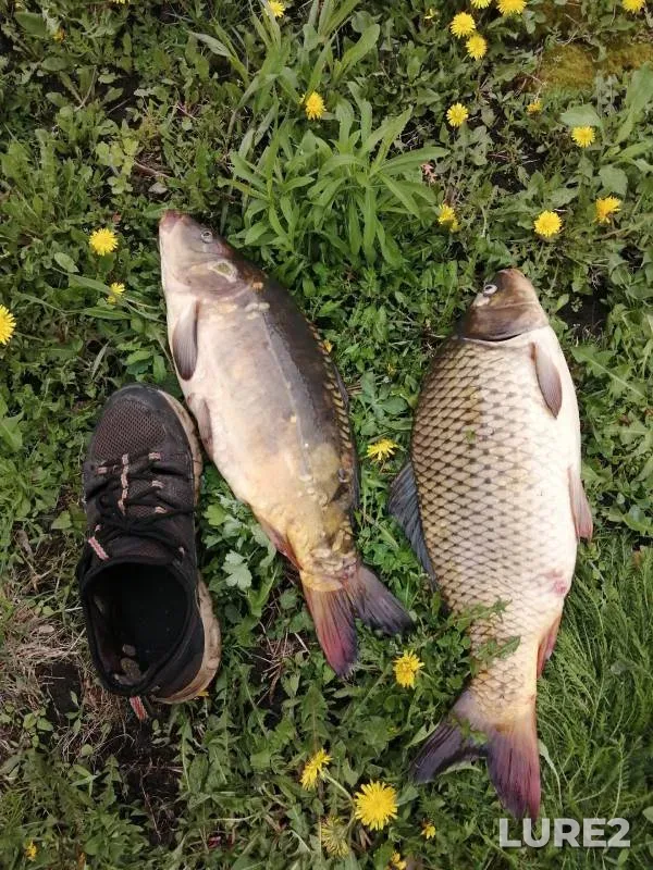 Carp — Brezhnevo, Apr 22, 2024