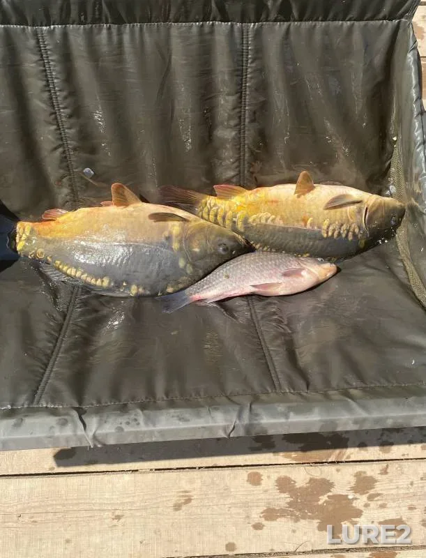 Carp, Crucian carp — Brezhnevo, Aug 06, 2024