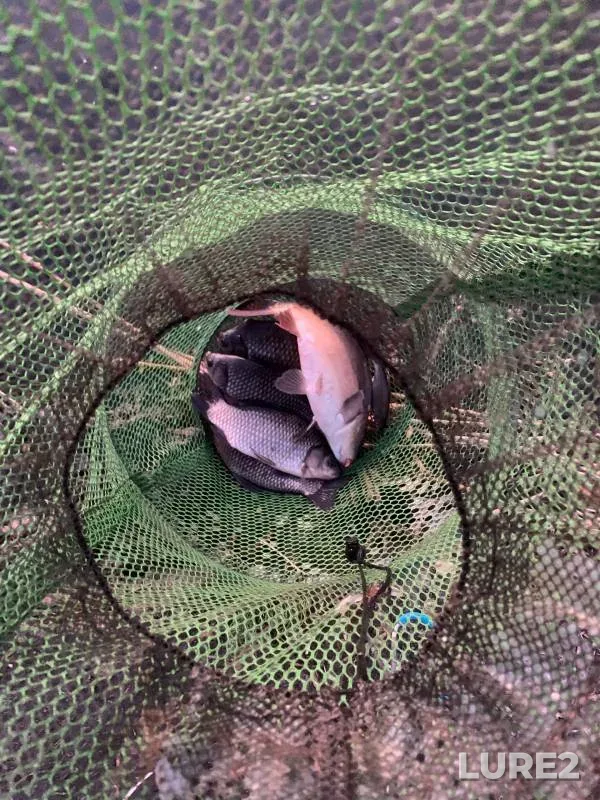 Carp, Crucian carp — Bolshaya Kuritsa, May 27, 2024