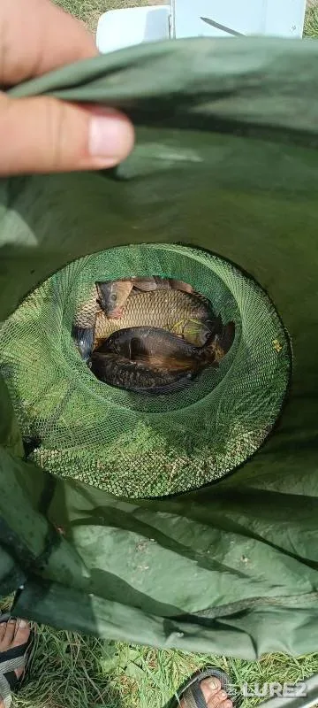 Carp — Kurskaya oblast, Jul 23, 2024