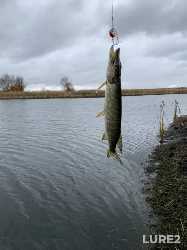 Pike — Rat, Nov 04, 2024