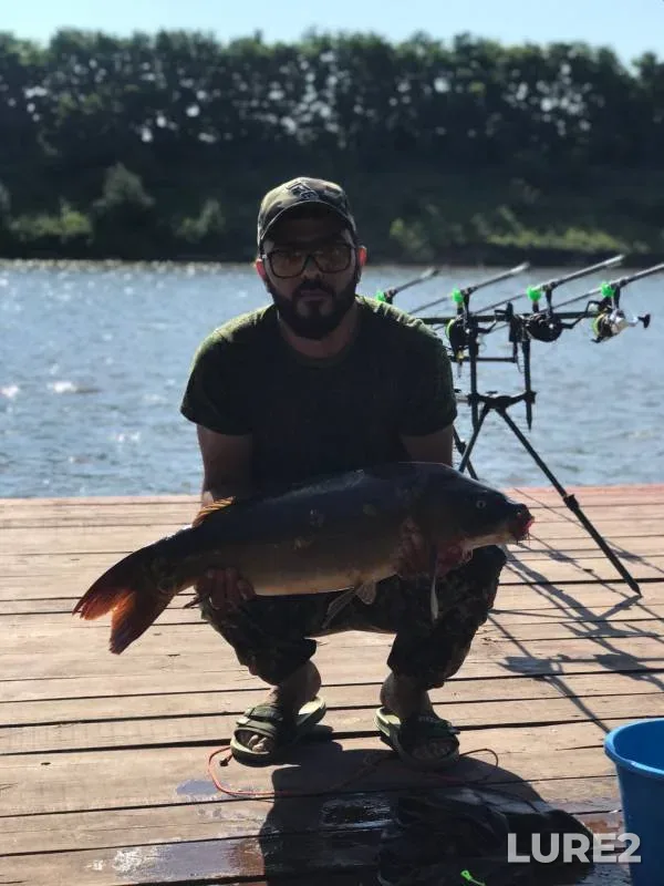 Carp — Belgorodskaya oblast, Aug 18, 2022